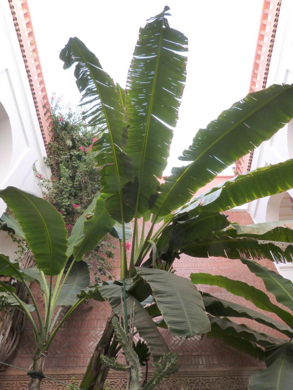 Riad Habib Marrakesh Bagian luar foto